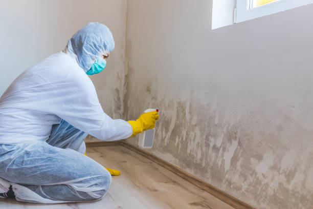 Licensed Mold Removal service in Irving, TX - WQB Mold Removal